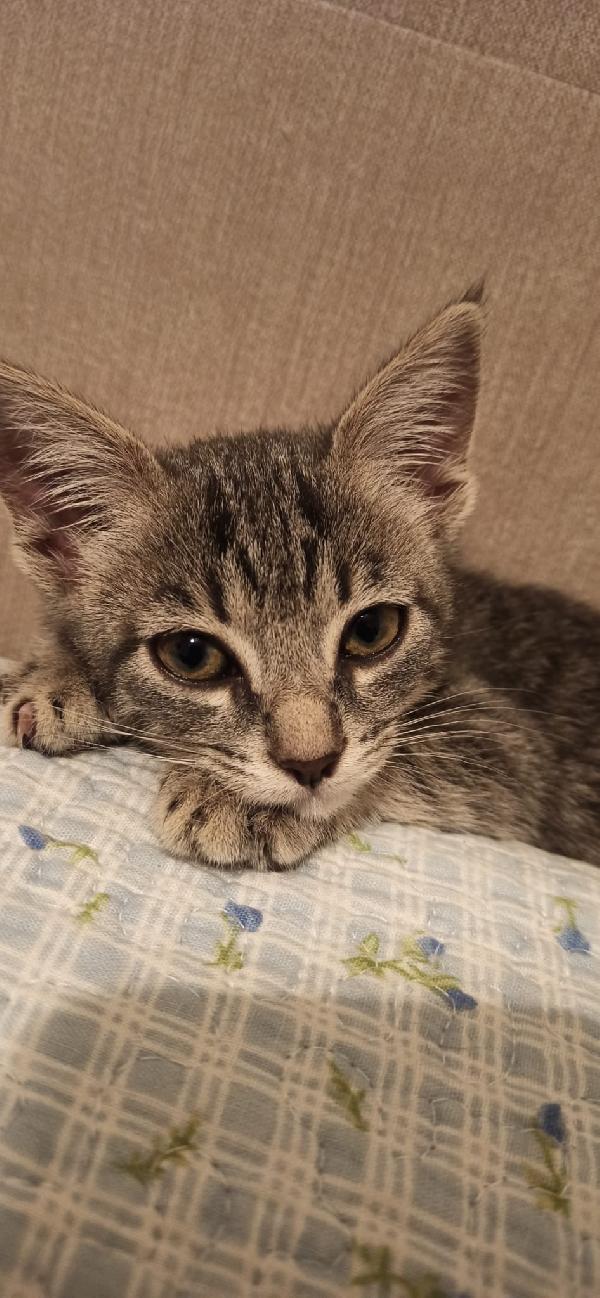 YUKI – cucciolina coraggiosa cerca casa Foto 4